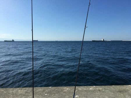 ハマチ・サゴシ